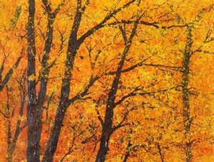 Buckingham Fine Art - autumn paper 7 - Tableau Décoratif