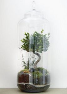 GREEN FACTORY - giant lab | bonsaï (8 ans) - Terrarium Garden Under Glass