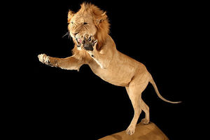 MASAI GALLERY - lion - Lion