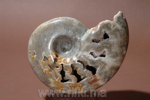 Minéraux et fossiles Rifki - Fossilie-Minéraux et fossiles Rifki-Ammonite polie