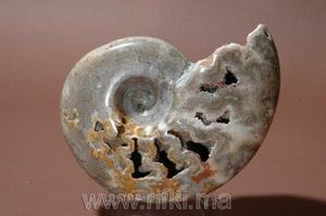 Minéraux et fossiles Rifki - ammonite polie - Fósil
