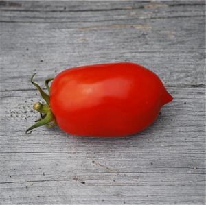 FERME DE SAINTE MARTHE - tomate roma vf ab - Semilla